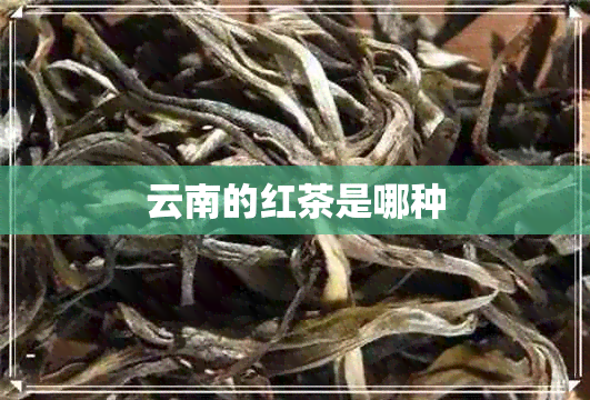 云南的红茶是哪种