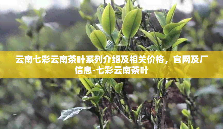 云南七彩云南茶叶系列介绍及相关价格，官网及厂信息-七彩云南茶叶