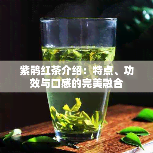 紫鹃红茶介绍：特点、功效与口感的完美融合