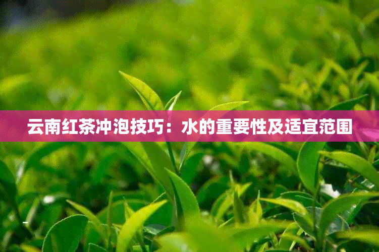 云南红茶冲泡技巧：水的重要性及适宜范围