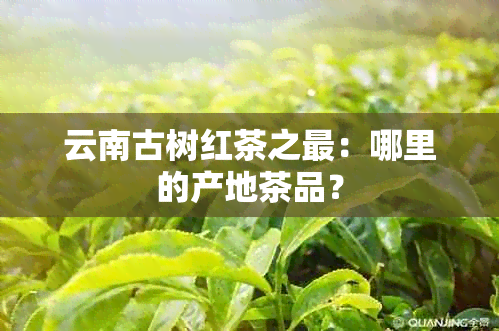 云南古树红茶之最：哪里的产地茶品？