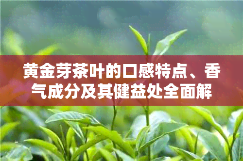 黄金芽茶叶的口感特点、香气成分及其健益处全面解析