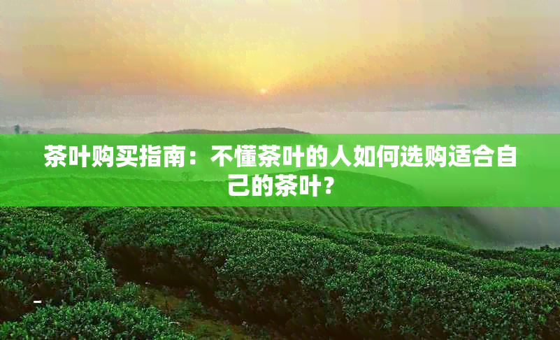 茶叶购买指南：不懂茶叶的人如何选购适合自己的茶叶？