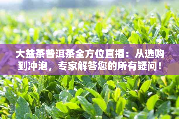 大益茶普洱茶全方位直播：从选购到冲泡，专家解答您的所有疑问！