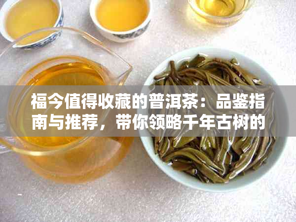 福今值得收藏的普洱茶：品鉴指南与推荐，带你领略千年古树的独特韵味