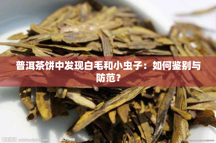 普洱茶饼中发现白毛和小虫子：如何鉴别与防范？