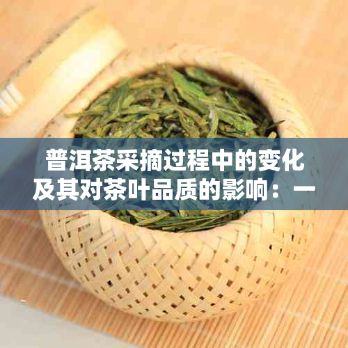 普洱茶采摘过程中的变化及其对茶叶品质的影响：一次全面的解析