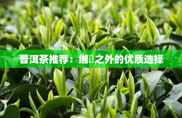 普洱茶推荐：缃慭之外的优质选择