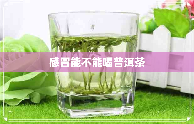 感冒能不能喝普洱茶