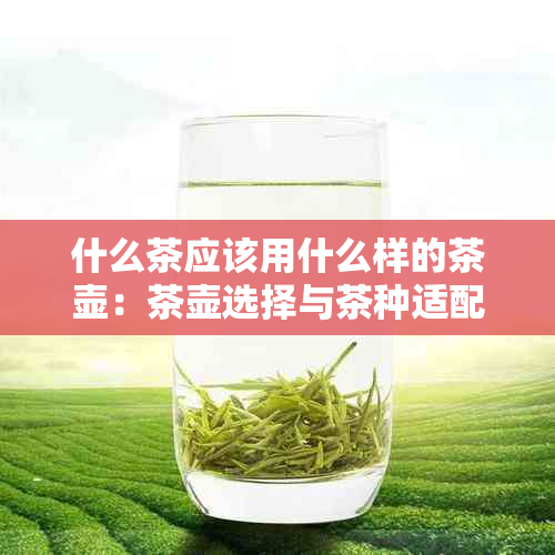 什么茶应该用什么样的茶壶：茶壶选择与茶种适配指南