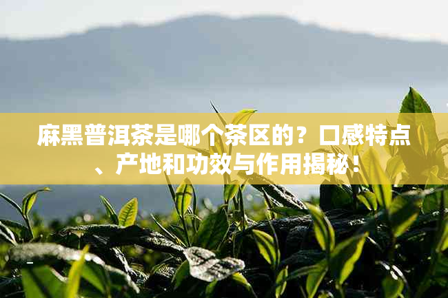 麻黑普洱茶是哪个茶区的？口感特点、产地和功效与作用揭秘！