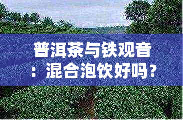 普洱茶与铁观音：混合泡饮好吗？它们有什么区别？哪个更好？哪个更能提神？