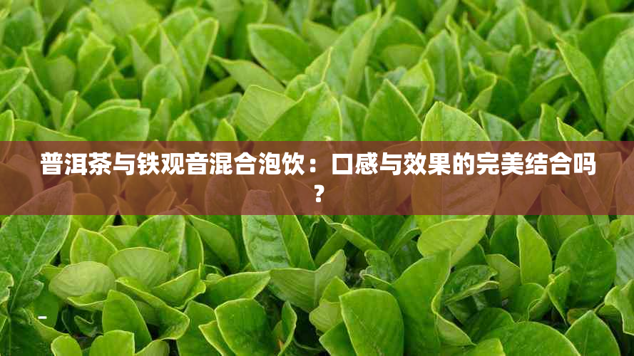 普洱茶与铁观音混合泡饮：口感与效果的完美结合吗？