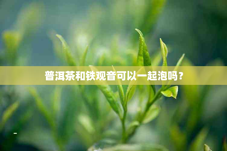 普洱茶和铁观音可以一起泡吗？