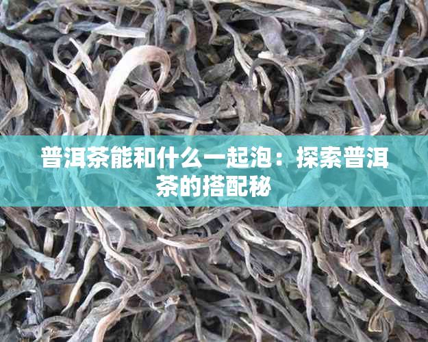 普洱茶能和什么一起泡：探索普洱茶的搭配秘