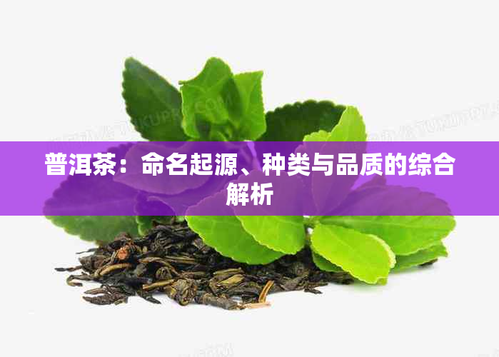 普洱茶：命名起源、种类与品质的综合解析