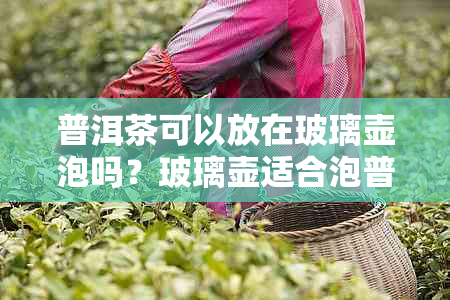 普洱茶可以放在玻璃壶泡吗？玻璃壶适合泡普洱茶吗？