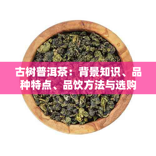 古树普洱茶：背景知识、品种特点、品饮方法与选购指南的全面解析