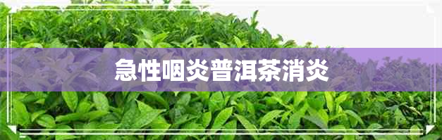 急性咽炎普洱茶消炎