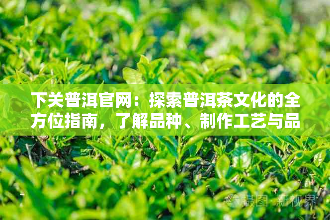 下关普洱官网：探索普洱茶文化的全方位指南，了解品种、制作工艺与品鉴技巧