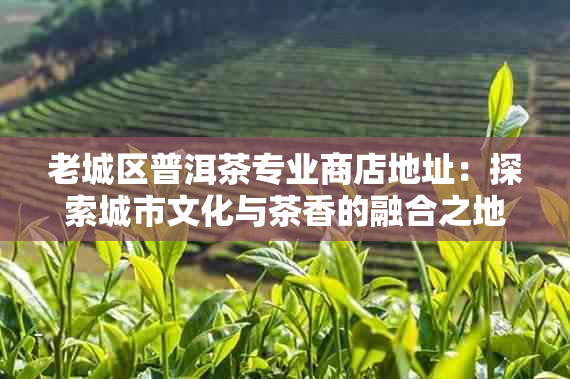 老城区普洱茶专业商店地址：探索城市文化与茶香的融合之地