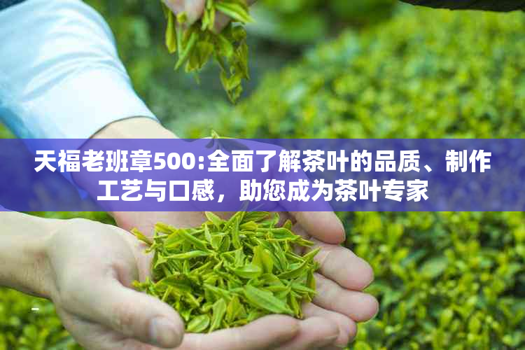 天福老班章500:全面了解茶叶的品质、制作工艺与口感，助您成为茶叶专家