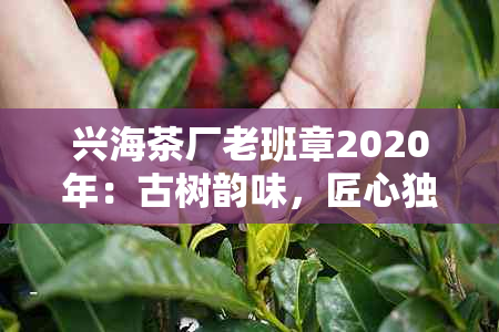 兴海茶厂老班章2020年：古树韵味，匠心独运，年份精选