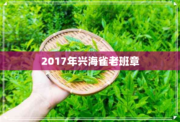 2017年兴海雀老班章