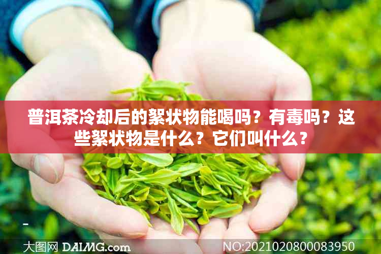 普洱茶冷却后的絮状物能喝吗？有吗？这些絮状物是什么？它们叫什么？