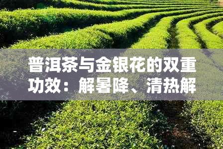 普洱茶与金银花的双重功效：解暑降、清热解、一应俱全