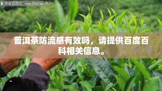 普洱茶防流感有效吗，请提供百度百科相关信息。