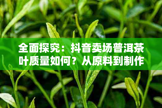 全面探究：抖音卖场普洱茶叶质量如何？从原料到制作工艺一应俱全！