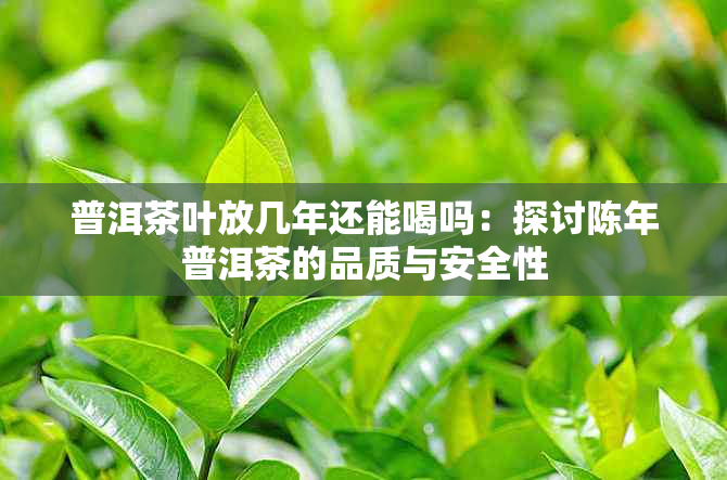 普洱茶叶放几年还能喝吗：探讨陈年普洱茶的品质与安全性