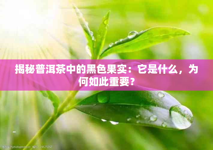 揭秘普洱茶中的黑色果实：它是什么，为何如此重要？