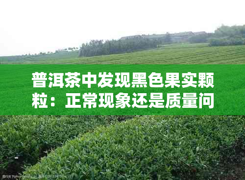 普洱茶中发现黑色果实颗粒：正常现象还是质量问题？如何正确鉴别和购买？