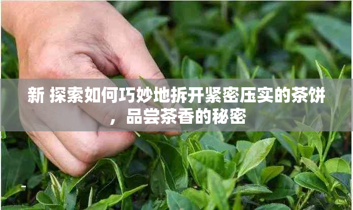 新 探索如何巧妙地拆开紧密压实的茶饼，品尝茶香的秘密