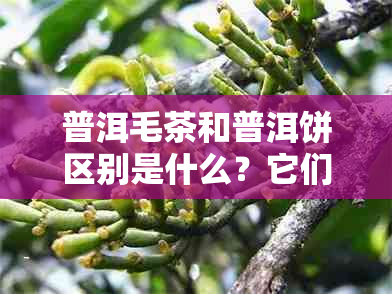 普洱毛茶和普洱饼区别是什么？它们属于什么茶类？请简要介绍。