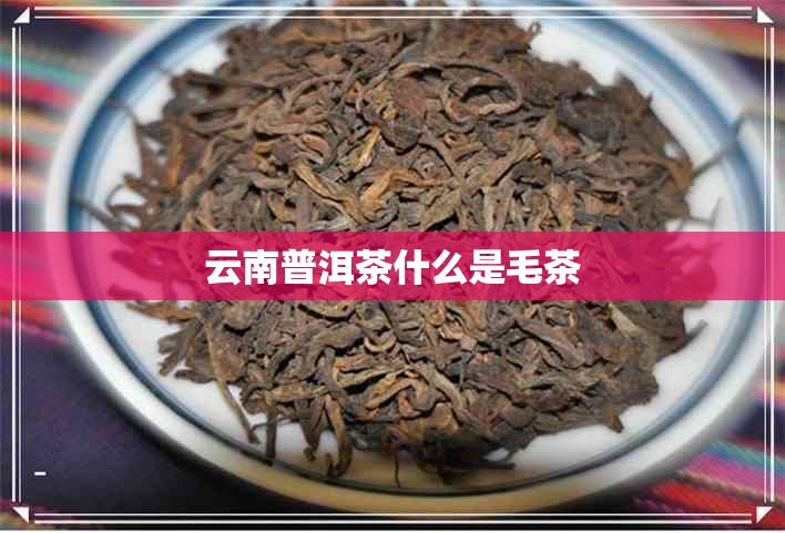 云南普洱茶什么是毛茶