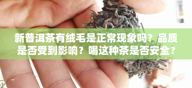 新普洱茶有绒毛是正常现象吗？品质是否受到影响？喝这种茶是否安全？