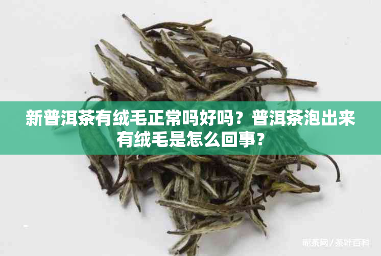 新普洱茶有绒毛正常吗好吗？普洱茶泡出来有绒毛是怎么回事？