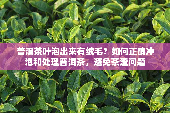 普洱茶叶泡出来有绒毛？如何正确冲泡和处理普洱茶，避免茶渣问题