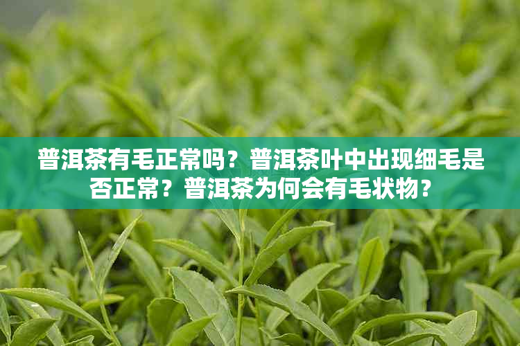 普洱茶有毛正常吗？普洱茶叶中出现细毛是否正常？普洱茶为何会有毛状物？