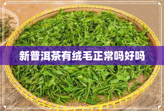 新普洱茶有绒毛正常吗好吗