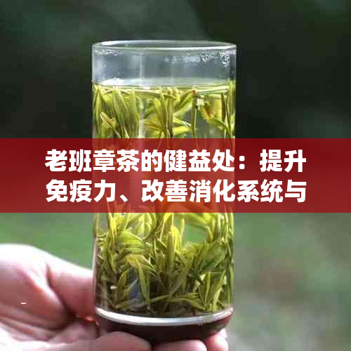 老班章茶的健益处：提升免疫力、改善消化系统与增强大脑功能