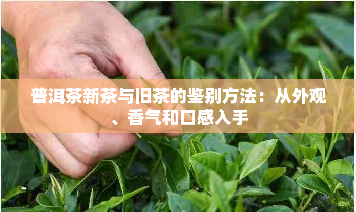 普洱茶新茶与旧茶的鉴别方法：从外观、香气和口感入手