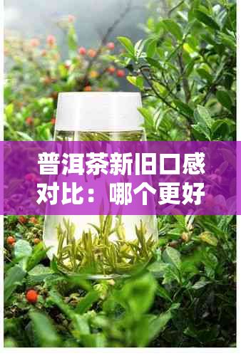 普洱茶新旧口感对比：哪个更好喝？