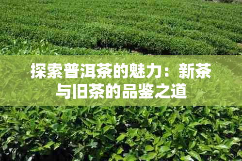 探索普洱茶的魅力：新茶与旧茶的品鉴之道