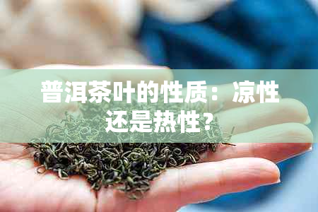 普洱茶叶的性质：凉性还是热性？