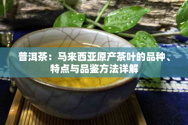 普洱茶：马来西亚原产茶叶的品种、特点与品鉴方法详解