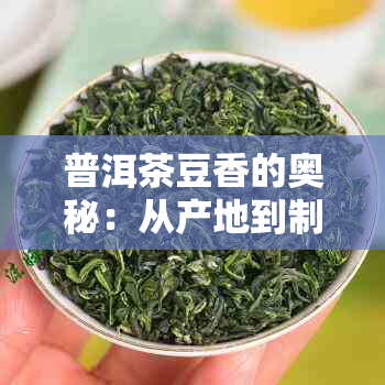 普洱茶豆香的奥秘：从产地到制作的全过程解析